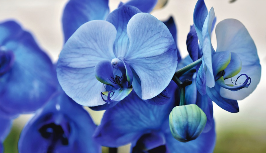 orchidej modrá