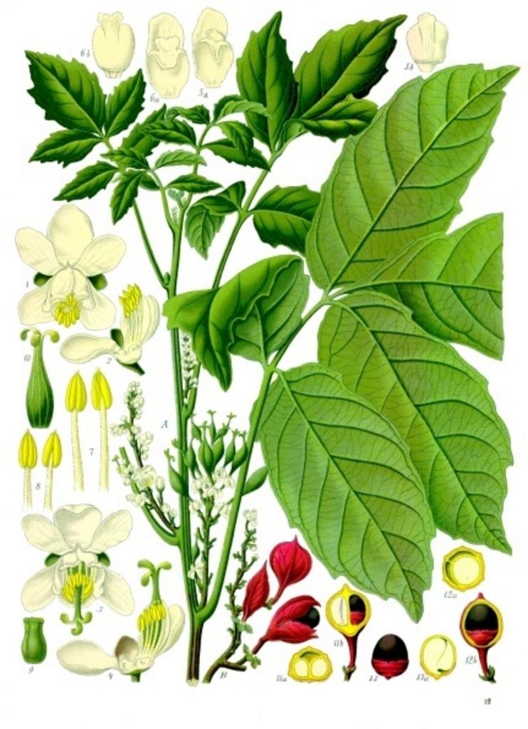 paullinia_cupana_kohlers_medizinal